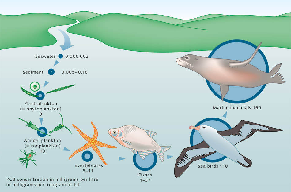 日本核污水洋流_日本核污水模型_日本核污水扩散